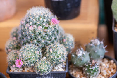 Close-up of cactus flower pot