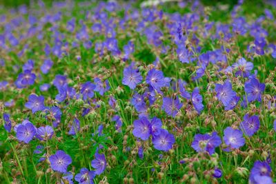 Close-up of purple flowering plants on field