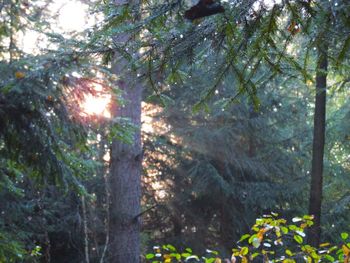 Sun shining through trees