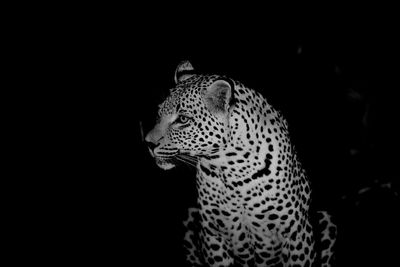 Close-up of cat looking away against black background