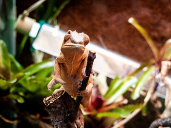 Close-up of lizard on plant