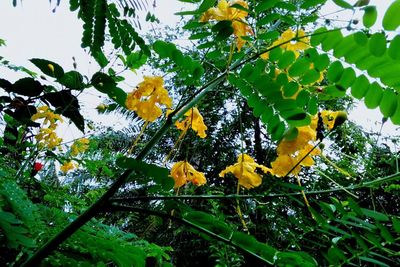 Low angle view of yellow flowering plant