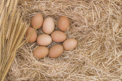 High angle view of eggs on hay
