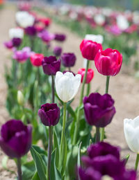 Close-up of purple tulips