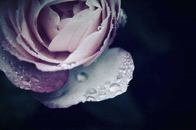 Macro shot of pink rose flower