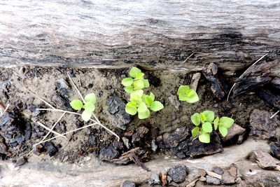 High angle view of plants growing on field