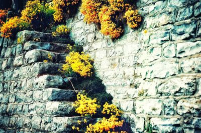 Yellow flowers growing on wall