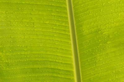 Macro shot of green leaves