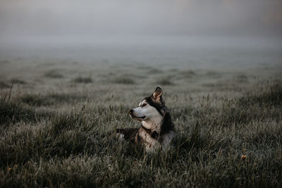 Dog looking away on field