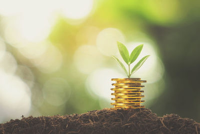 Close-up of plant and stacked coins on soil