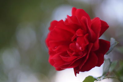 Close-up of red rose