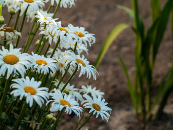 Close-up of white daisy flowers