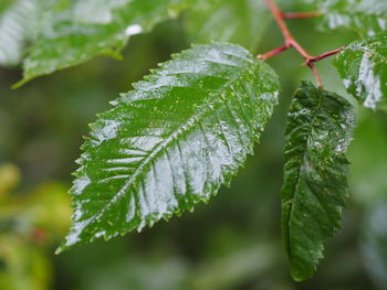 Close-up of green leaves on plant