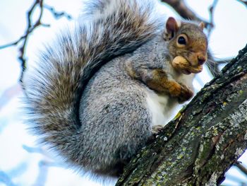 Close-up of squirrel eating tree