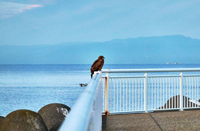 Bird perching on railing by sea against sky