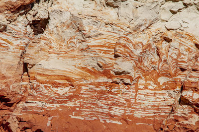 Full frame shot of tree trunk