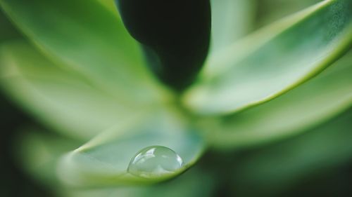 Close-up of water drop on leaf