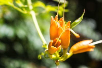 Close-up of flower blooming outdoors