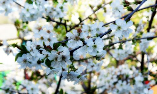 Close-up of cherry blossoms