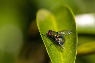 Close-up of housefly on leaf