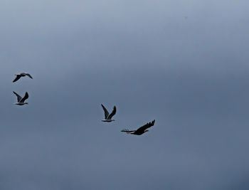 Low angle view of birds flying in sky