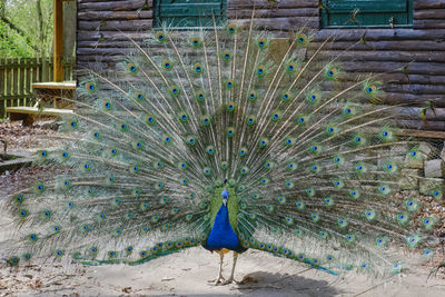 Close-up of peacock