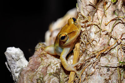 Close-up of frog on tree