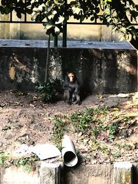 Portrait of dog sitting by plants against trees