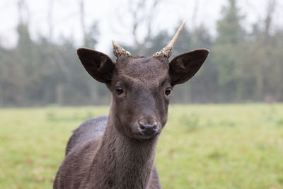 Close-up portrait of horse on field