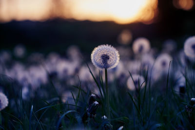 Close-up of dandelion growing in field