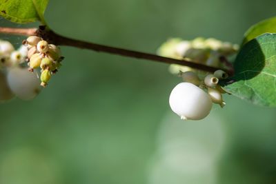 Close-up of fruit growing on plant