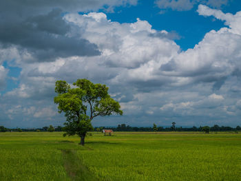 Scenic view of agricultural field against sky