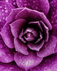 Macro shot of water drops on rose