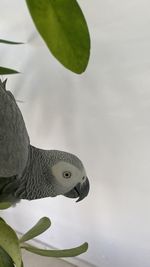 Close-up of a bird