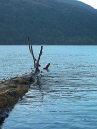 Scenic view of lake with trees in background