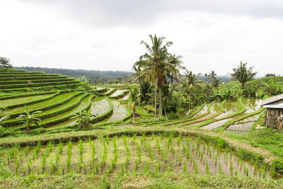 View of fields against clear sky