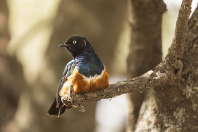 Close-up of bird perching on branch