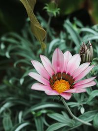 Stunning pink flower