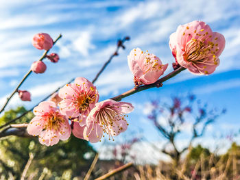 Close-up of pink plum against sky