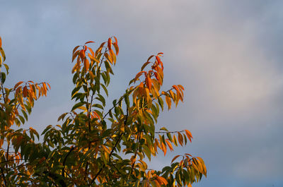 Low angle view of plants against sky
