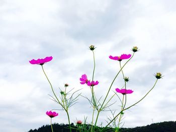 Low angle view of pink flowers against sky