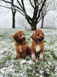 View of dog on snow field