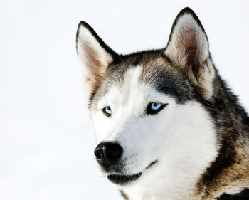 Close-up portrait of dog