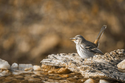 Close-up of bird perching on rock