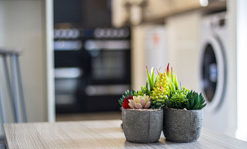 Close-up of potted plant on table at home