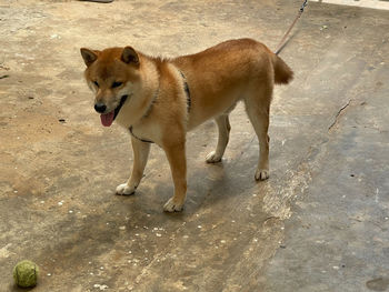 Full length of a dog looking away