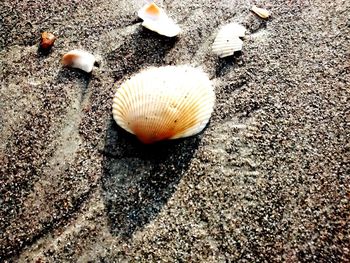 High angle view of seashells on ground