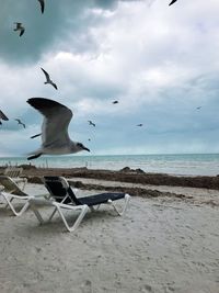 Seagull flying over beach against sky