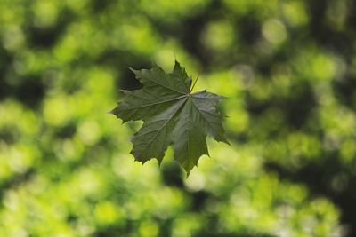 Close-up of maple leaf on tree