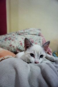 Portrait of cat lying on bed